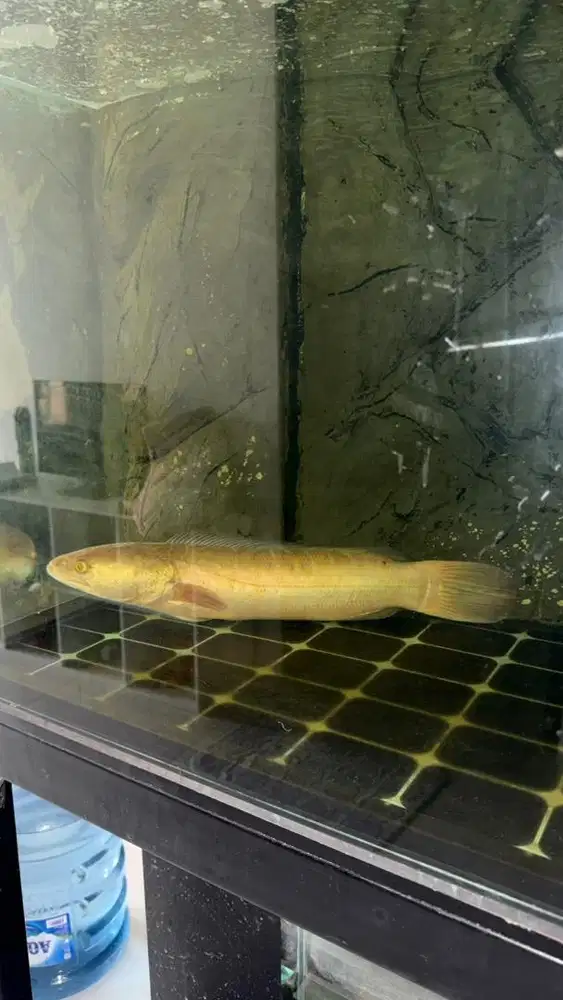 ikan toman xanthic