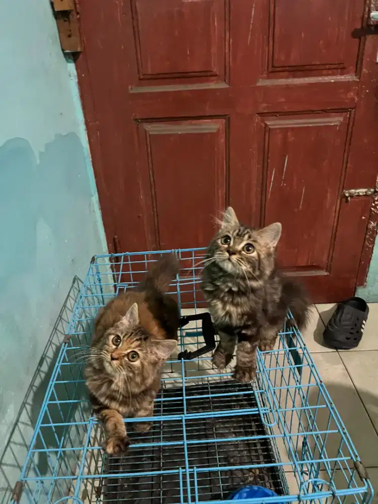 PERSIA MIX MAINECOON