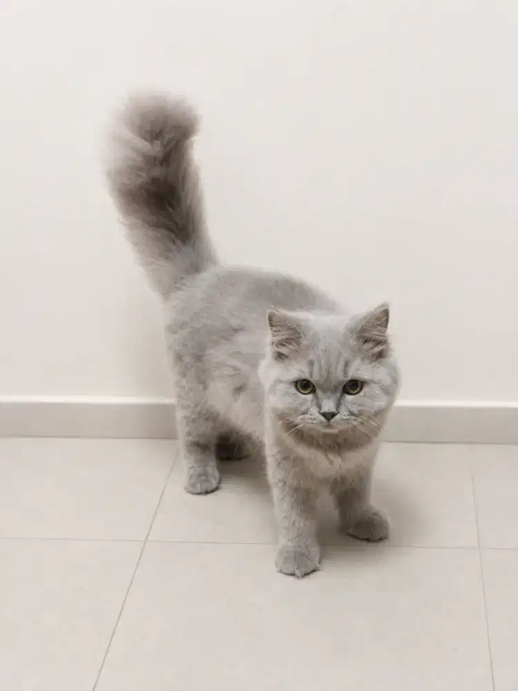 BSH Kitten Lilac Jantan 5 bulan