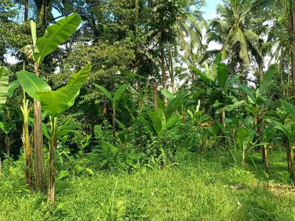Yellow Zone Land with Jungle Views 20 Minutes from Central Ubud Bali