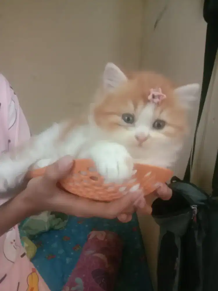 kitten persia betina 2bl