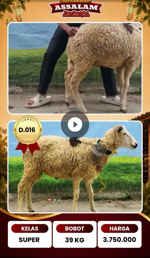 Jual domba aqiqah & qurban sehat murah