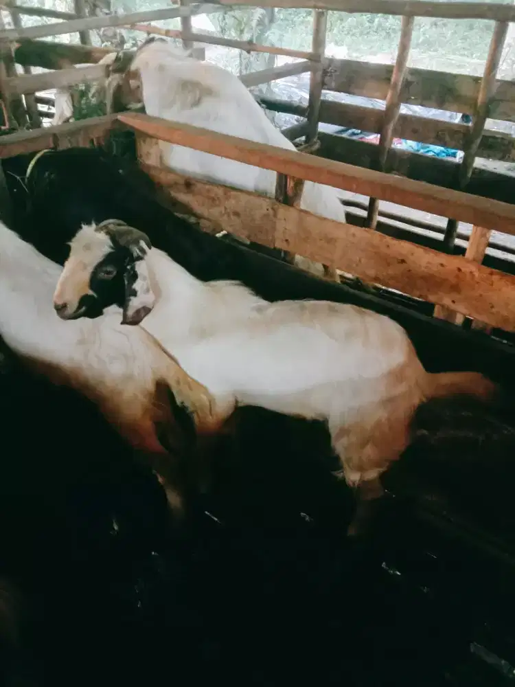 Jual Kambing Aqikahan dan qurban