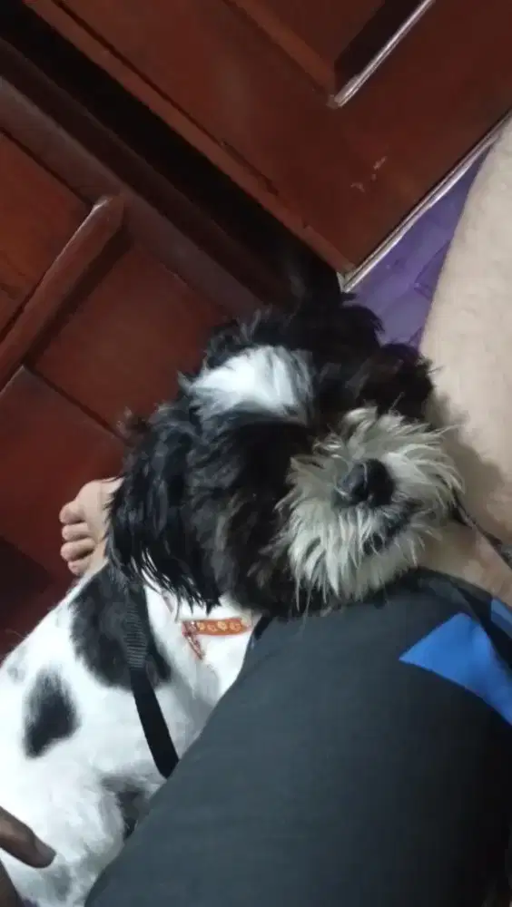 anjing Shih-Tzu (china)