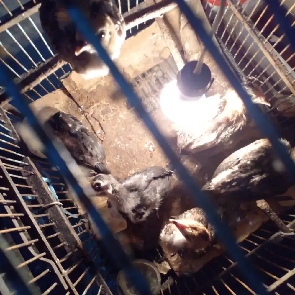 Ayam dewasa dijual perkilo