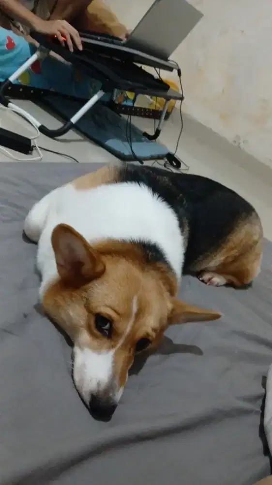Jual doggie corgi betina