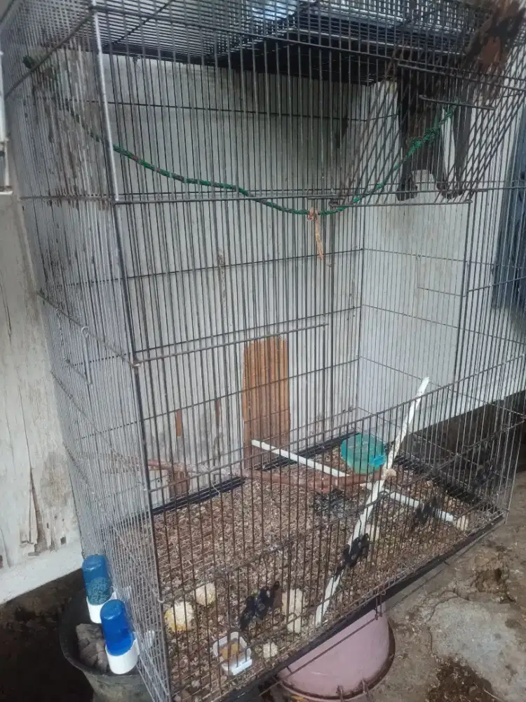 kandang petak hitam jumbo