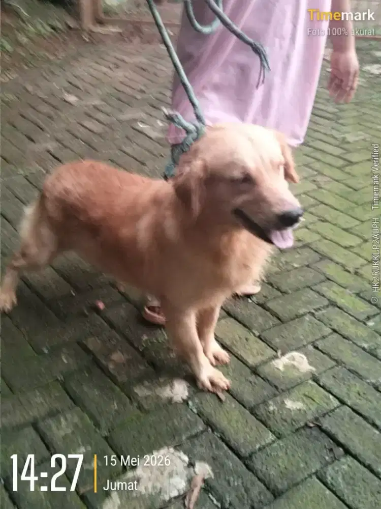 Golden ( bogor)