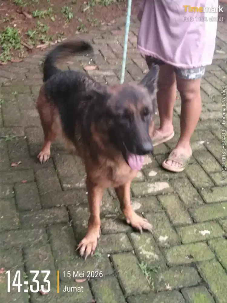 Herder betina (bogor)