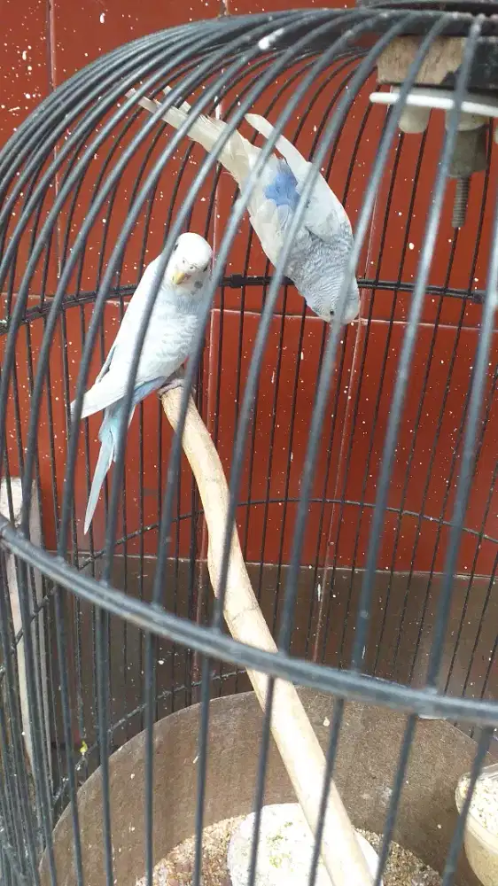 Parkit goceh cerecetan