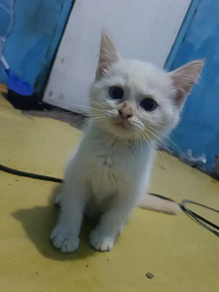 Kucing Persia Himalaya putih Lucu siap Adopsi sehat