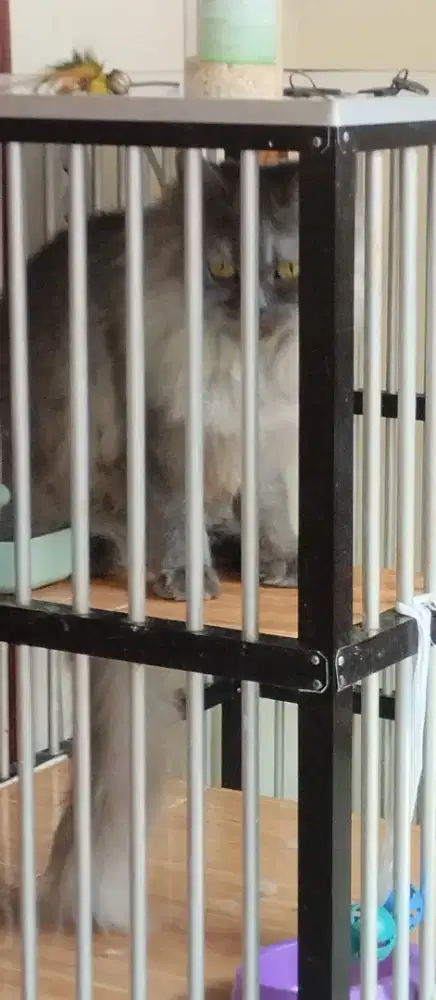 Kandang kucing include kucing