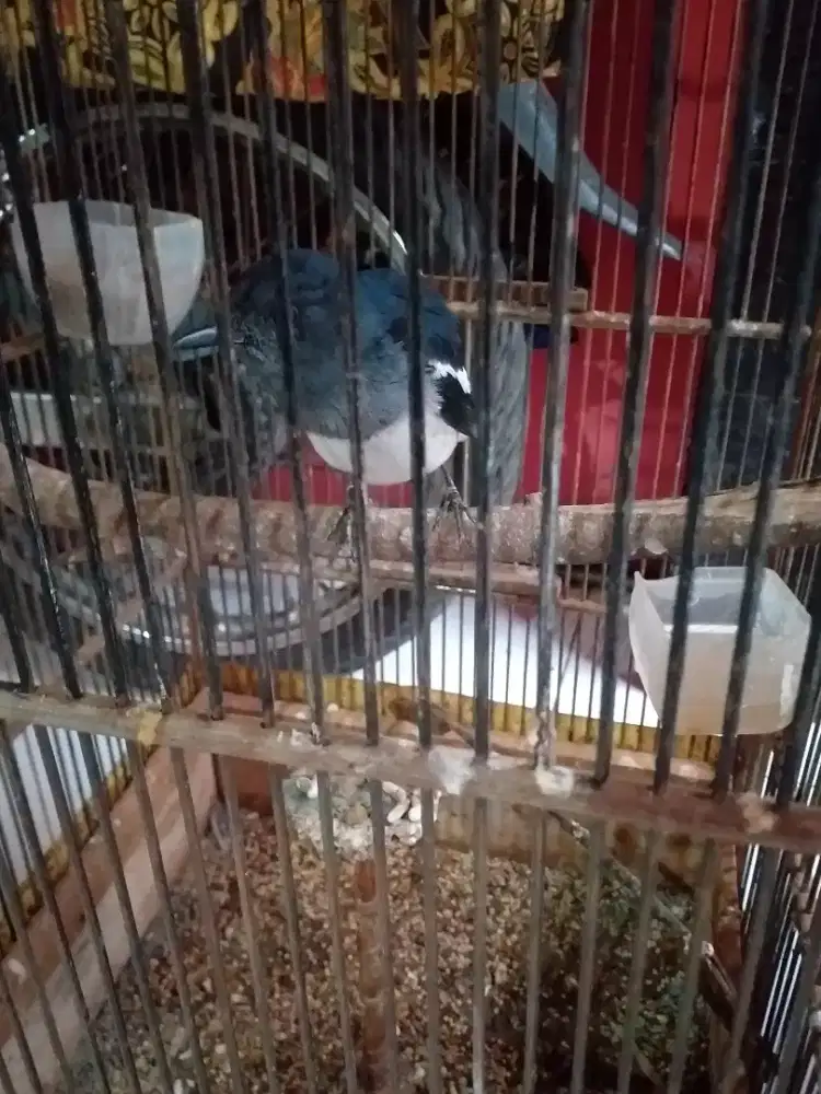Kacer betina usia mapan