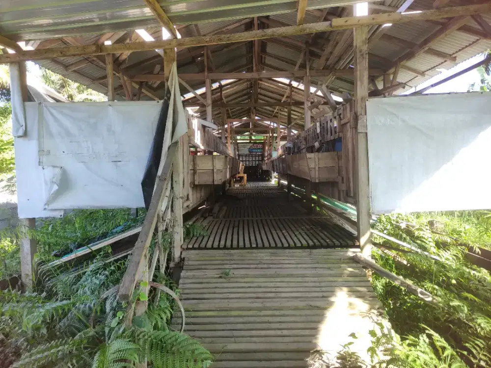 Kandang domba full kayu