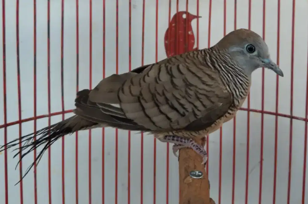 Dijual burung perkutut lokal suara lumayan besar, jual burja