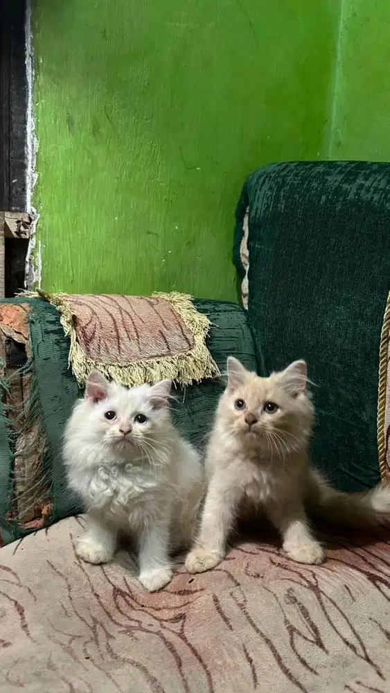 Kitten Persia 2 Bulan Gembul