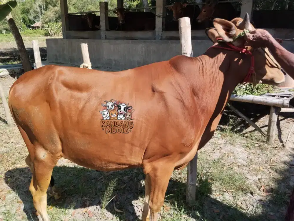 Sapi Qurban bobot 235 kg