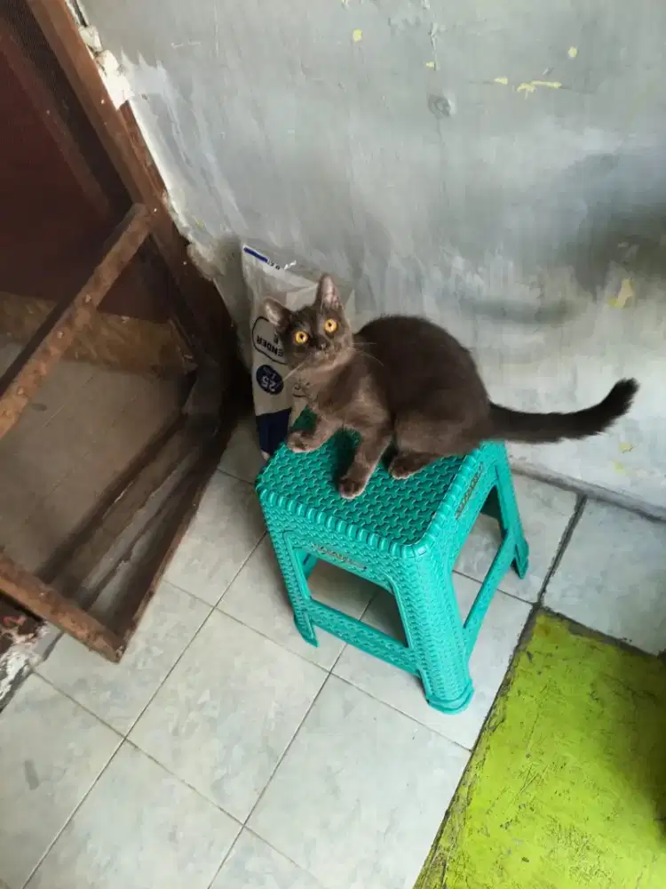 Mix BSH jantan 5 bulan
