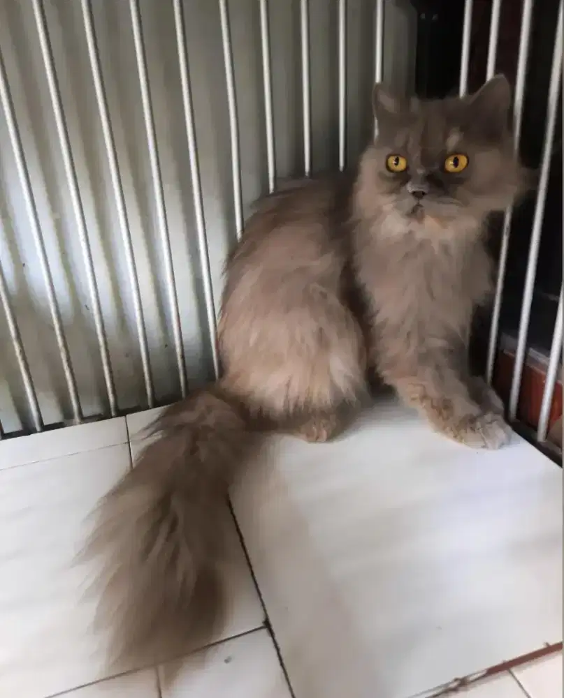 Flatnose betina 7,5 bulan
