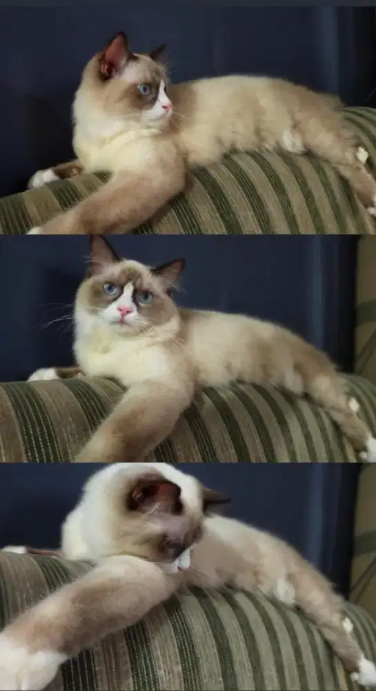 Ragdoll jantan simetris
