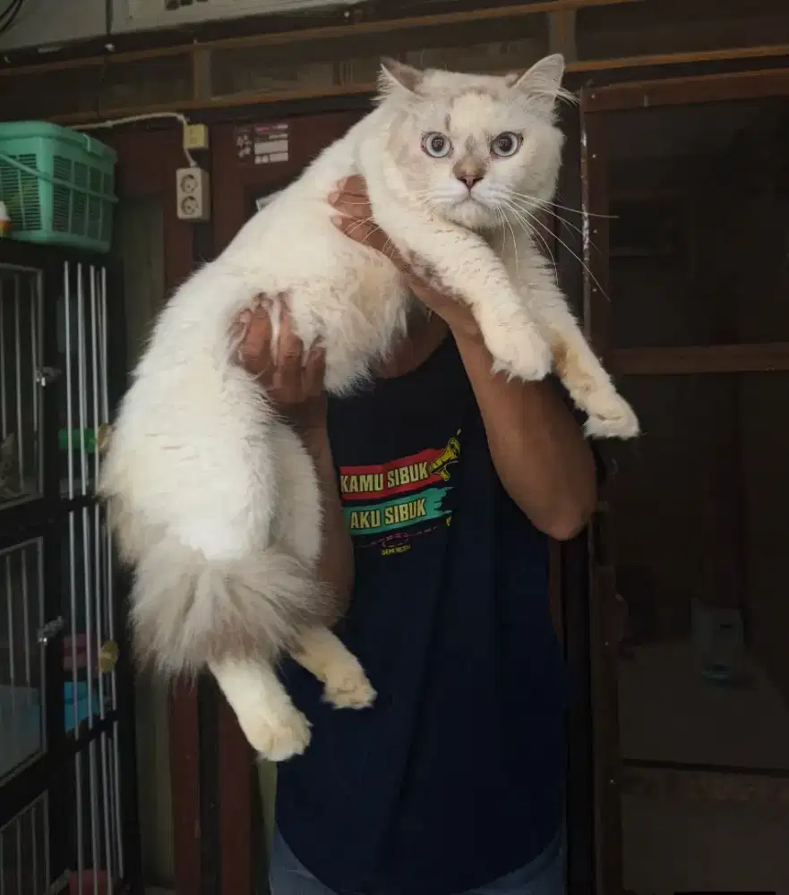 Sealpoin jantan 8 bulan