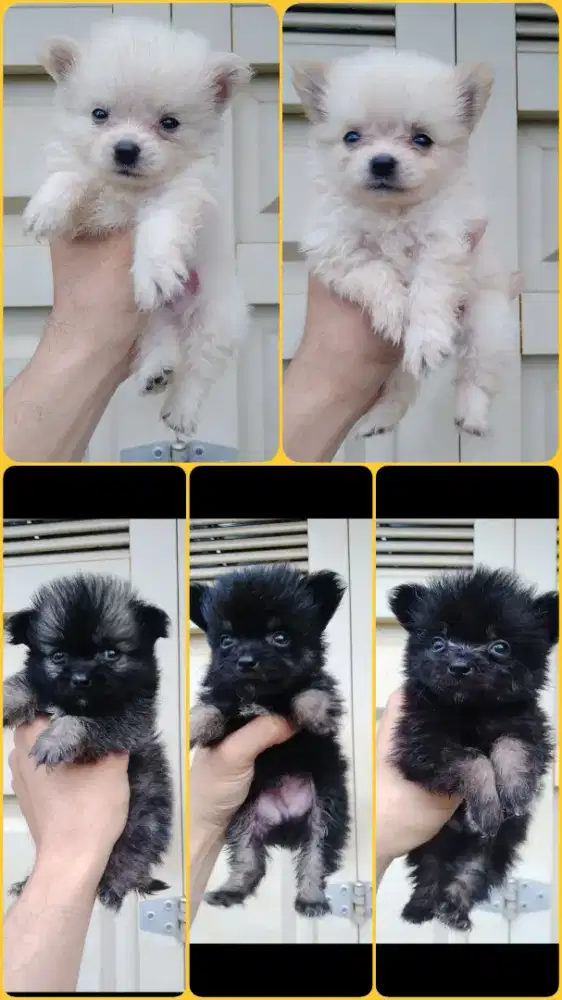 Anjing mix minipom