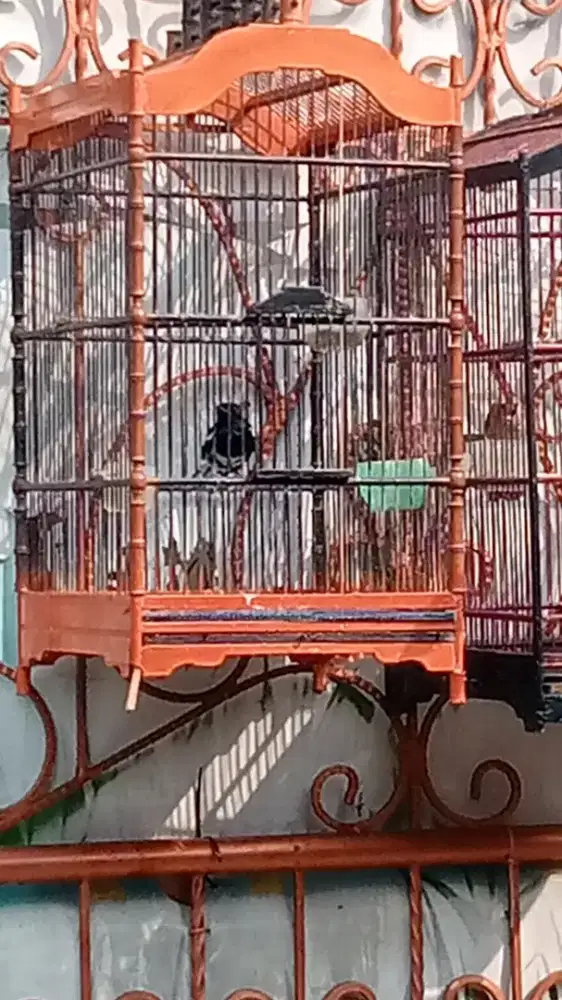 Burung Kacer dada putih