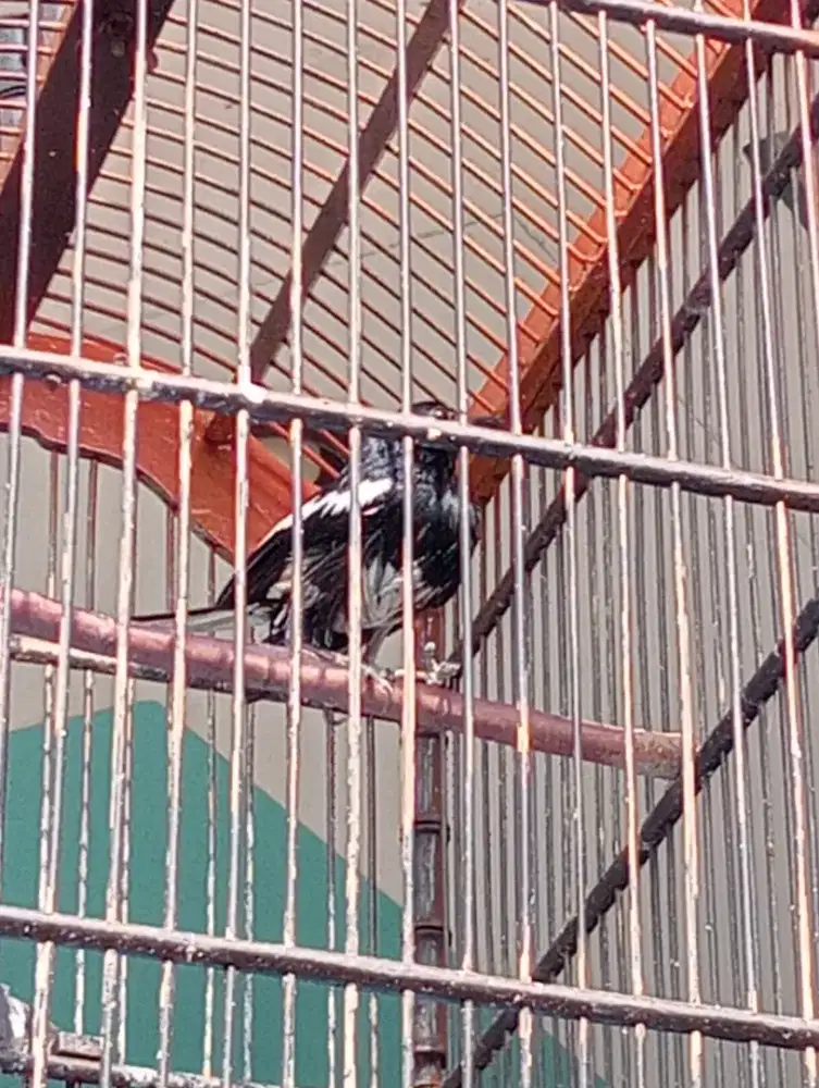 Burung Kacer dada putih
