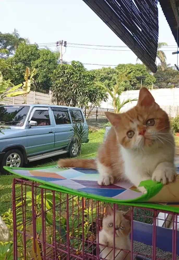 Kucing munchkin standar exo ns