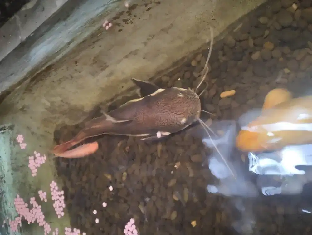 RTC ukuran 60cm