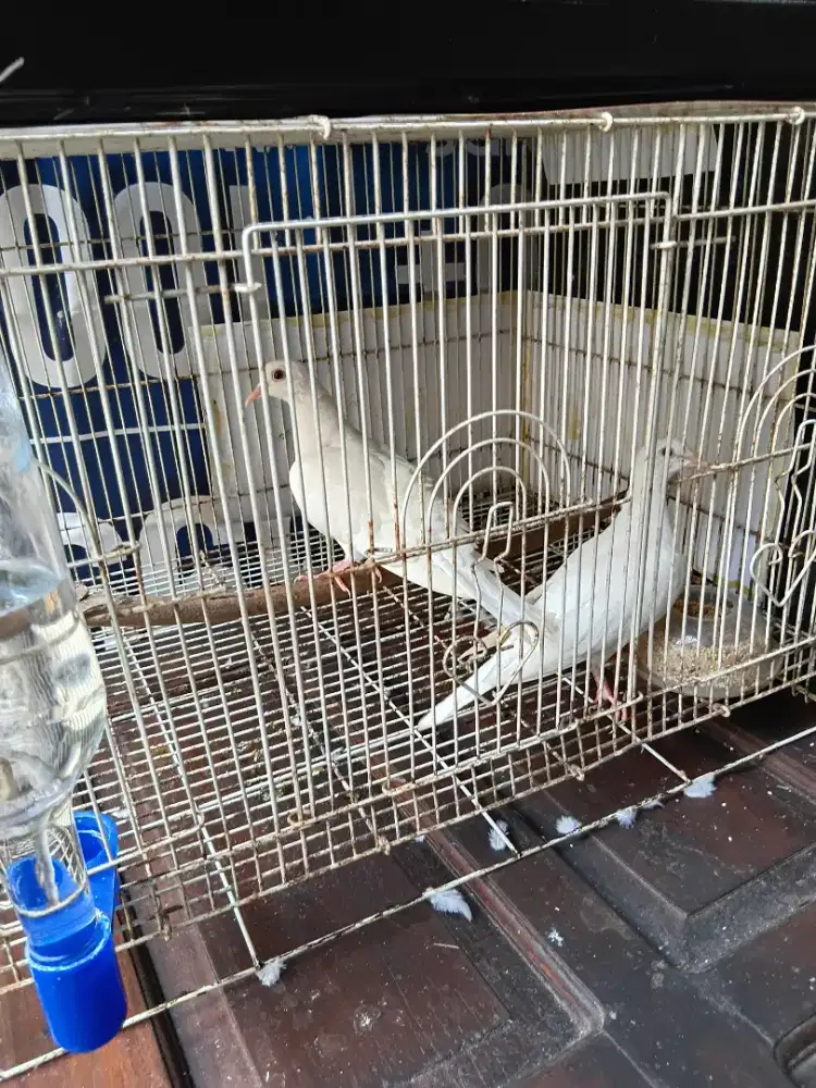 puter putiihmatamerah sepasang .