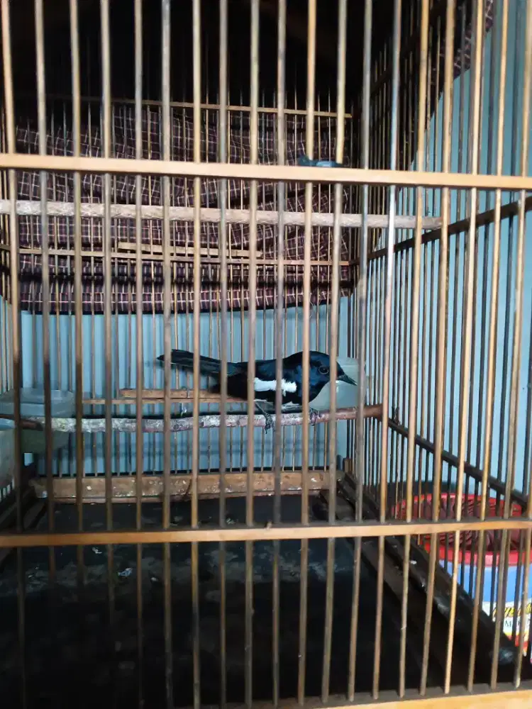 kacer daput bogor