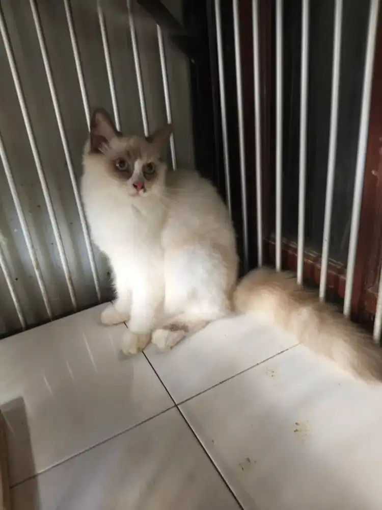 Ragdoll betina 5 bulan