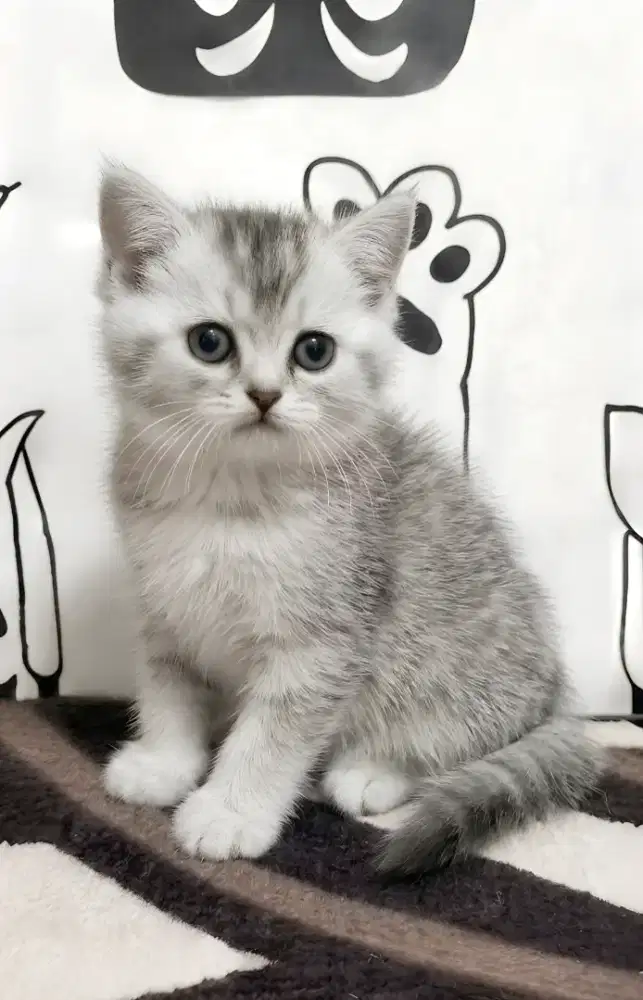 Bsh silver pure jantan
