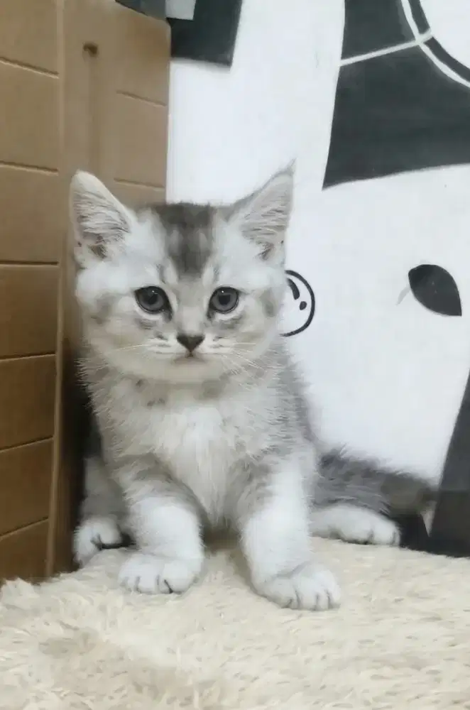 Bsh Pure Betina