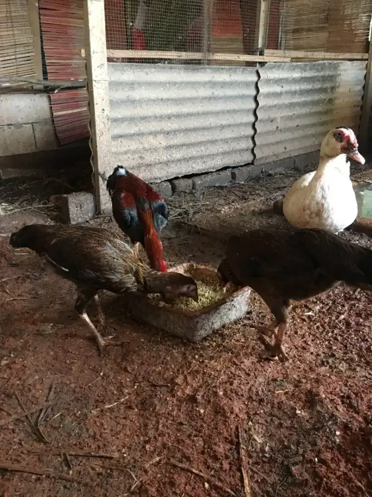 Ayam kampung biang