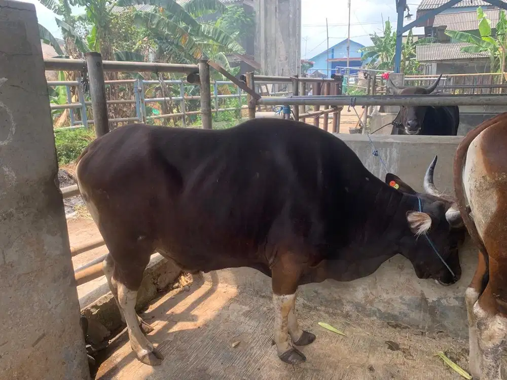 Hewan Sapi Qurban