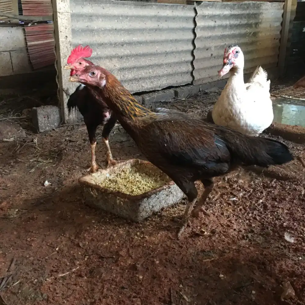 Biang ayam kampung
