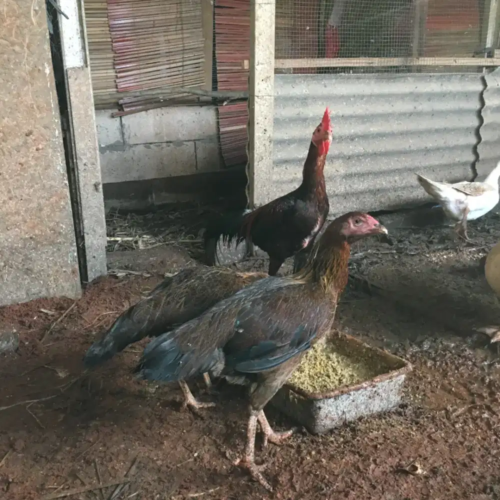 Ayam kampung dewasa