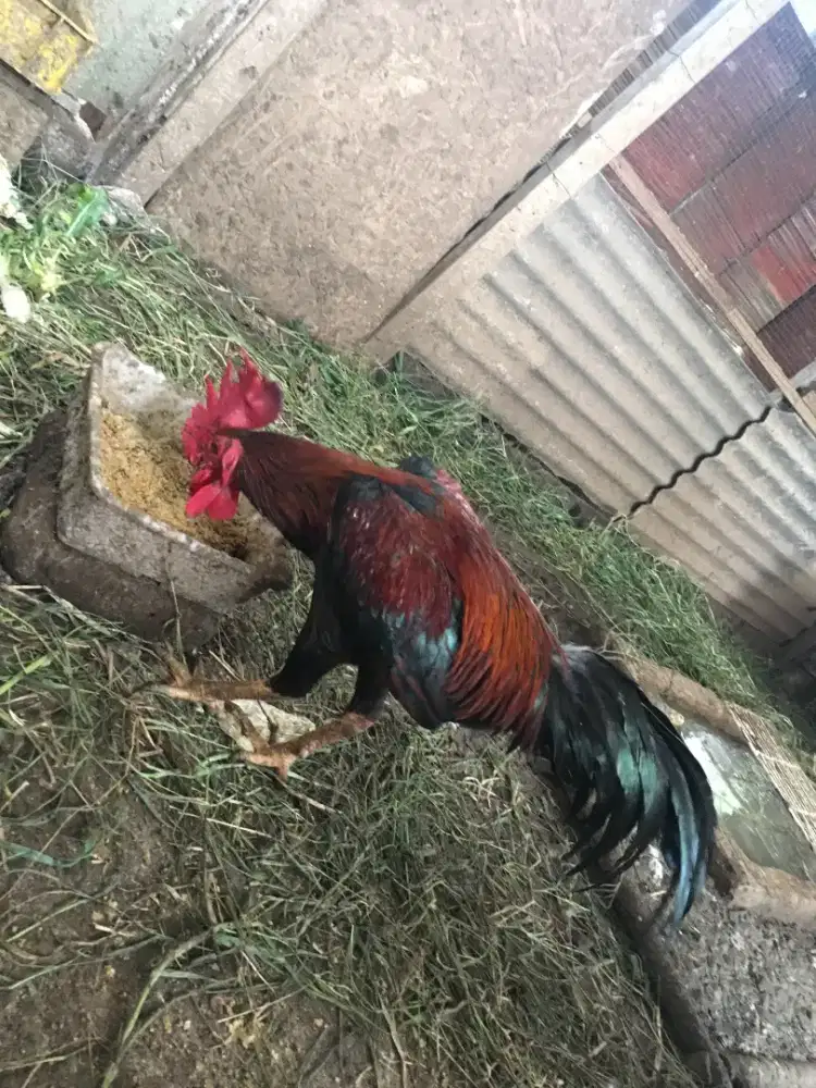 Jago kampung dewasa