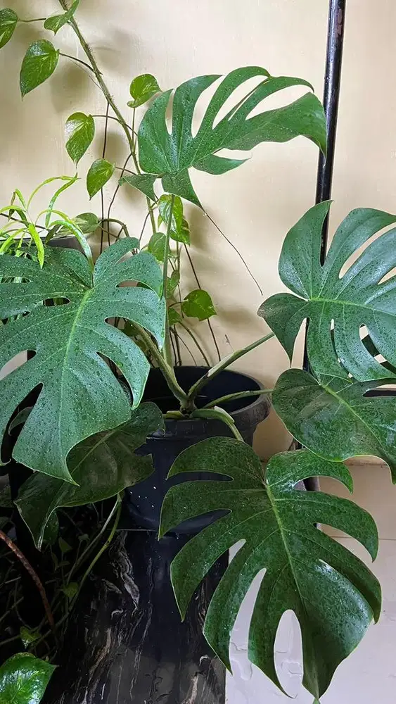 Monstera king deliciosa