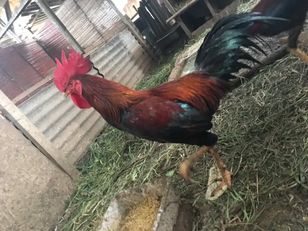 Jago kampung kuat