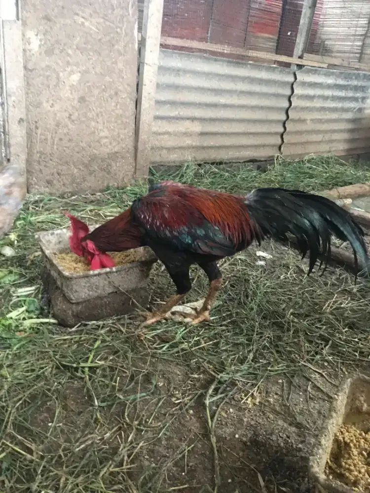 Jantan jago kampung