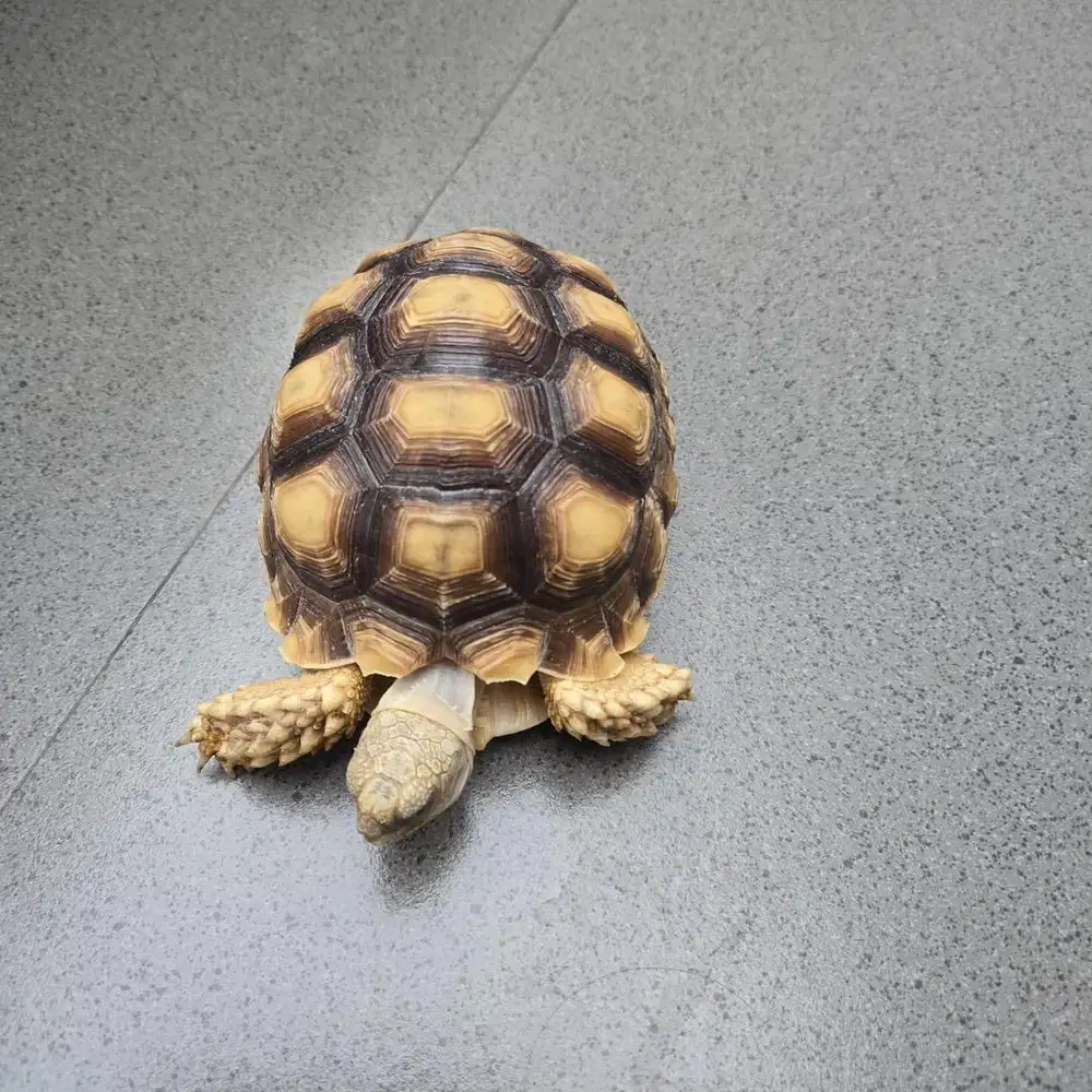 Dijual Sulcata Besar 30cm - Sehat, Aktif, Siap Rawat