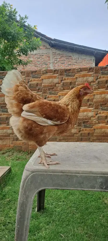 DIJUAL AYAM PETELUR RAJIN BERTELUR