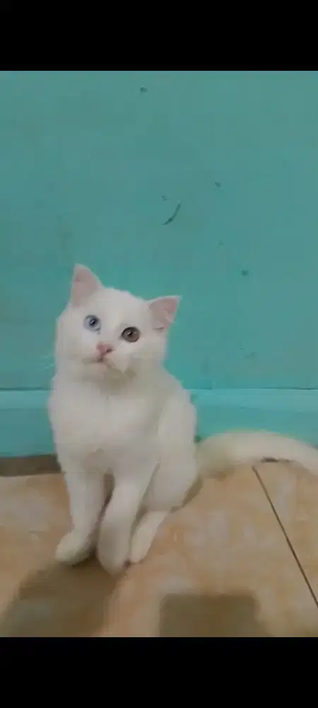 Kucing Persia Odd Eyes Betina