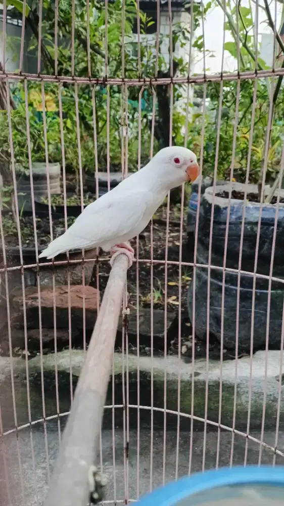Lovebird Albino MM