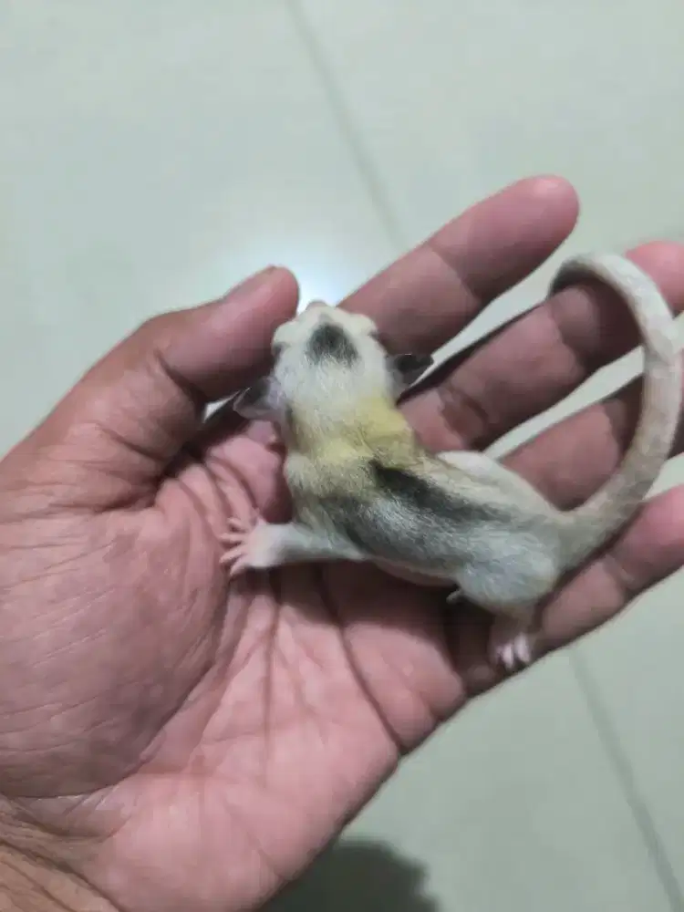 Sugar Glider Mozaik Corak Unik