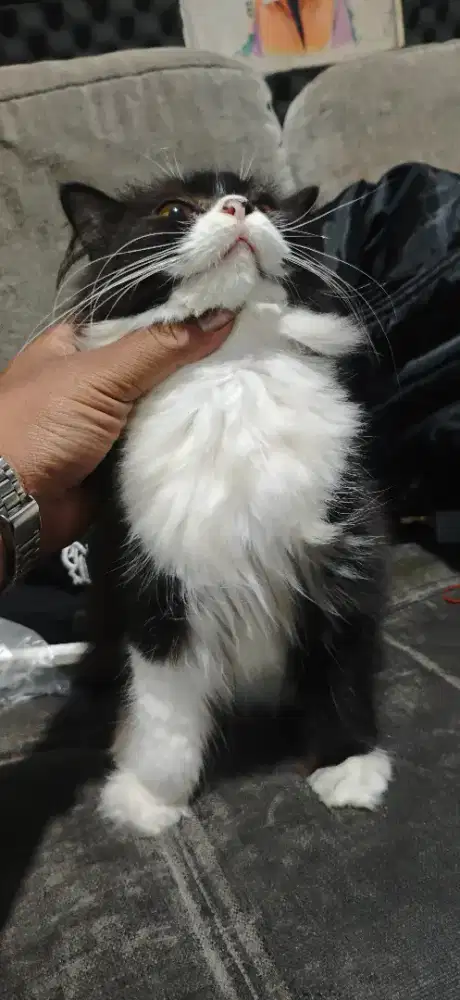 Kucing norwe x persia