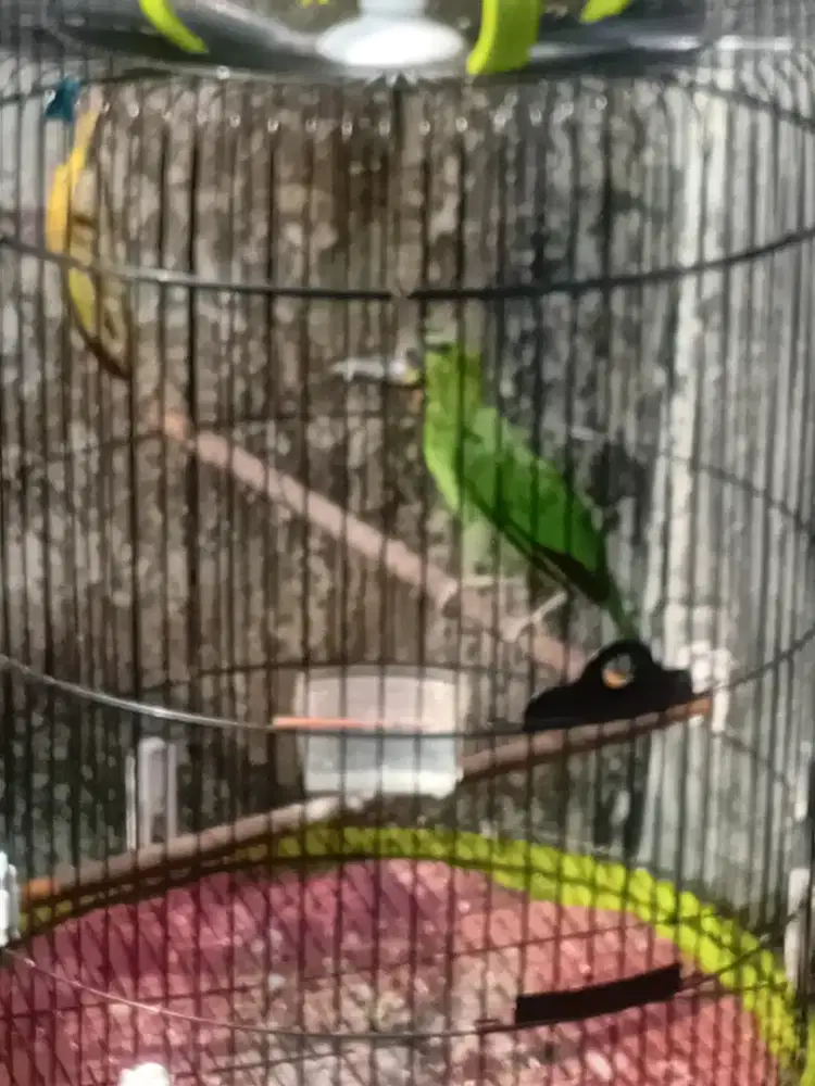 Burung tak_ur jinak purtotal body besar